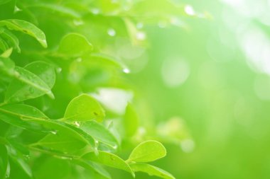 Ormandaki bulanık yeşil arka plandaki yeşil yaprağın doğaya bakışı. Harflere yer bırak, yaprak ve yüzeysel alan derinliğine odaklan..