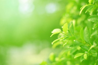 Ormandaki bulanık yeşil arka plandaki yeşil yaprağın doğaya bakışı. Harflere yer bırak, yaprak ve yüzeysel alan derinliğine odaklan..