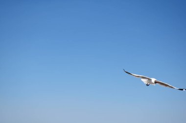 Bangpu Rekreasyon Merkezi, Samutprakan, Tayland 'da mavi gökyüzü arasında uçan martıların yakın çekimi.
