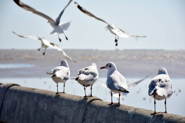 Deniz kıyısına karşı martı portresi. Bangpu Rekreasyon Merkezi, Samut Prakan, Tayland 'da, doğal arka plan ile köprünün kenarında oturan kuş martılarının yakın görüntüsü.