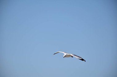 Bangpu Rekreasyon Merkezi, Samutprakan, Tayland 'da mavi gökyüzü arasında uçan martıların yakın çekimi.