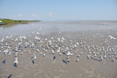 Bangpu Rekreasyon Merkezi 'nde, Samut Prakan, Tayland' da, sahilde balık atıştırmalığı yerken çekilmiş..