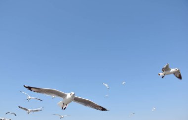 Bangpu Rekreasyon Merkezi, Samutprakan, Tayland 'da mavi gökyüzünde uçan martılar.