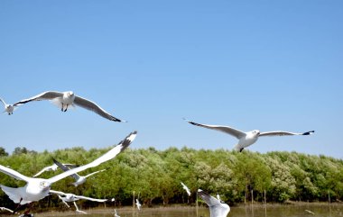 Bangpu Rekreasyon Merkezi, Samutprakan, Tayland 'da mavi gökyüzünde uçan martılar.