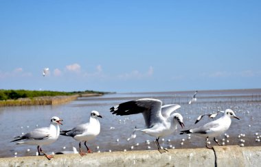 Deniz kıyısına karşı martı portresi. Bangpu Rekreasyon Merkezi, Samut Prakan, Tayland 'da, doğal arka plan ile köprünün kenarında oturan kuş martılarının yakın görüntüsü.