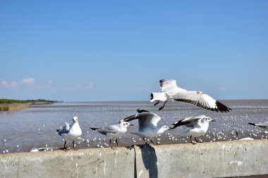Deniz kıyısına karşı martı portresi. Bangpu Rekreasyon Merkezi, Samut Prakan, Tayland 'da, doğal arka plan ile köprünün kenarında oturan kuş martılarının yakın görüntüsü.