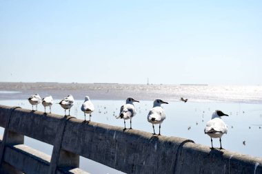 Deniz kıyısına karşı martı portresi. Bangpu Rekreasyon Merkezi, Samut Prakan, Tayland 'da, doğal arka plan ile köprünün kenarında oturan kuş martılarının yakın görüntüsü.