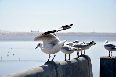 Deniz kıyısına karşı martı portresi. Bangpu Rekreasyon Merkezi, Samut Prakan, Tayland 'da, doğal arka plan ile köprünün kenarında oturan kuş martılarının yakın görüntüsü.