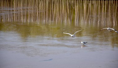Bangpu Rekreasyon Merkezi 'nde, Samut Prakan, Tayland' da, sahilde balık atıştırmalığı yerken çekilmiş..