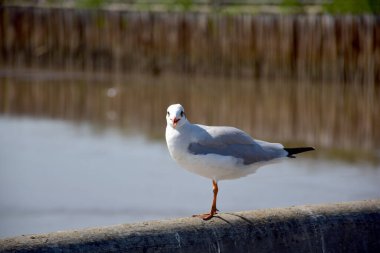 Deniz kıyısına karşı martı portresi. Bangpu Rekreasyon Merkezi, Samut Prakan, Tayland 'da, doğal arka plan ile köprünün kenarında oturan kuş martılarının yakın görüntüsü.