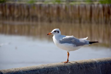 Deniz kıyısına karşı martı portresi. Bangpu Rekreasyon Merkezi, Samut Prakan, Tayland 'da, doğal arka plan ile köprünün kenarında oturan kuş martılarının yakın görüntüsü.