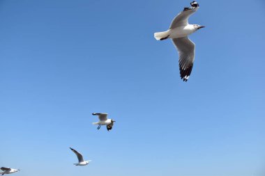 Bangpu Rekreasyon Merkezi, Samutprakan, Tayland 'da mavi gökyüzü arasında uçan martıların yakın çekimi.