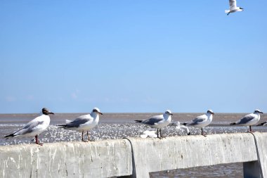 Deniz kıyısına karşı martı portresi. Bangpu Rekreasyon Merkezi, Samut Prakan, Tayland 'da, doğal arka plan ile köprünün kenarında oturan kuş martılarının yakın görüntüsü.