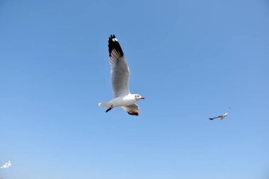 Bangpu Rekreasyon Merkezi, Samutprakan, Tayland 'da mavi gökyüzü arasında uçan martıların yakın çekimi.