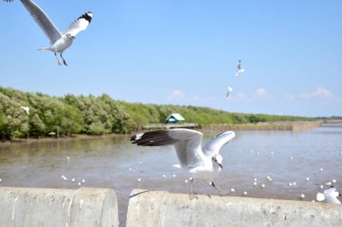 Deniz kıyısına karşı martı portresi. Bangpu Rekreasyon Merkezi, Samut Prakan, Tayland 'da, doğal arka plan ile köprünün kenarında oturan kuş martılarının yakın görüntüsü.