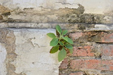 Küçük Yeşil Ağaç, Tayland 'da doğa geçmişi olan parktaki eski taş duvarda büyüdü..