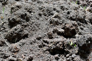 Tayland 'da doğal bir geçmişi olan boş toprak ekimi ve inşaat inşaatı için bekliyor..