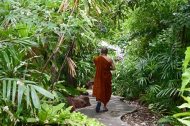 Budist Taylandlı keşişin Tayland 'daki Tayland Budist Tapınağı' na giden patikadan geçişi..