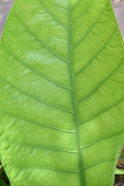 Taze Yeşil Yaprak 'ın yakın plan fotoğrafı. Tayland' da bahçenin arka bahçesinde, bulanık yeşil arka planda. Yaprağa ve alanın sığ derinliğine odaklan.