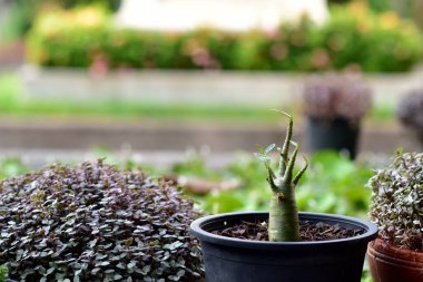 Su Damlalarının yakın plan Yeşil Çim üzerinde çiy ile bulanık arka plan.