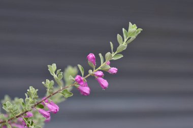 Bahçedeki bulanık arka planda pembe çiçeklerin doğa manzarası. Harflere yer bırak, yaprak ve yüzeysel alan derinliğine odaklan..