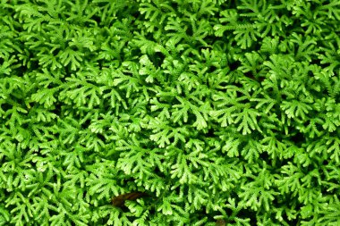 Tayland 'da doğa arka planına sahip toprakta büyüyen Küçük Bitkinin Üst Görüş Alanı.