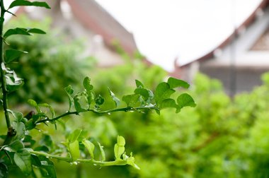 Su Damlalarının yakın plan Yeşil Çim üzerinde çiy ile bulanık arka plan.