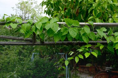 Siyah çitlerin üzerinde yetişen kurutulmuş sürüngen bitkilerinin dokuları ve Tayland 'daki bahçenin doğal arkaplanı. Seçici Odaklanma.