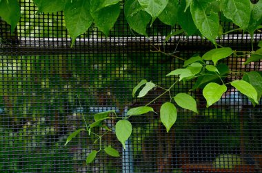 Siyah çitlerin üzerinde yetişen kurutulmuş sürüngen bitkilerinin dokuları ve Tayland 'daki bahçenin doğal arkaplanı. Seçici Odaklanma.