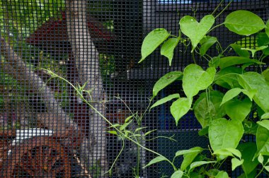 Siyah çitlerin üzerinde yetişen kurutulmuş sürüngen bitkilerinin dokuları ve Tayland 'daki bahçenin doğal arkaplanı. Seçici Odaklanma.
