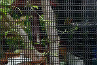 Siyah çitlerin üzerinde yetişen kurutulmuş sürüngen bitkilerinin dokuları ve Tayland 'daki bahçenin doğal arkaplanı. Seçici Odaklanma.