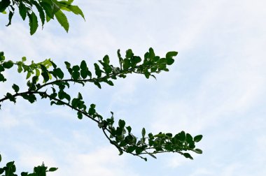 Su Damlalarının yakın plan Yeşil Çim üzerinde çiy ile bulanık arka plan.