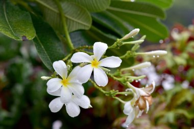 Beyaz Çiçekler (Frangipani, Plumeria) ve yağmur damlaları Tayland 'daki bahçeye doğal olarak düşer.. 