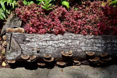 Pek çok renkli mantarın yakın plan çekimi Tayland 'da doğal arka planda bir ağaç gövdesine yerleştirilmiş..