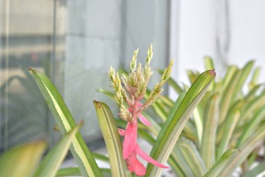 Güzel Cüce Pembe Ananas - Aechmea Patriciae - Tayland 'da doğal geçmişi olan süs bitkileri için bahçede pembe ve sarı bir bromeliad..