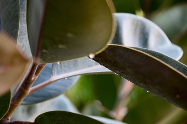 Su Damlalarının yakın plan Yeşil Çim üzerinde çiy ile bulanık arka plan.