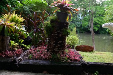 Closeup of Many colorful mushrooms layered up arranged on a tree stump inside the garden with natural background at Thailand. clipart