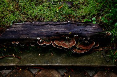 Closeup of Many colorful mushrooms layered up arranged on a tree stump inside the garden with natural background at Thailand. clipart