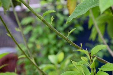 Yeşil Küçük Ağaç, Tayland 'da doğa geçmişi olan parktaki büyük bir ağaçtan büyüdü..