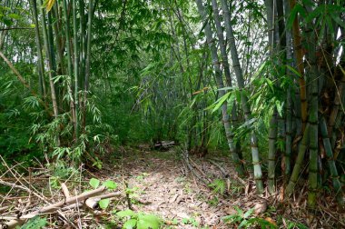 Tayland 'da doğal bir geçmişi olan yemyeşil, güzel bir ormanda birçok büyük bambu gövdesinin yakın çekimi..