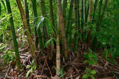 Tayland 'da doğal bir geçmişi olan yemyeşil, güzel bir ormanda birçok büyük bambu gövdesinin yakın çekimi..