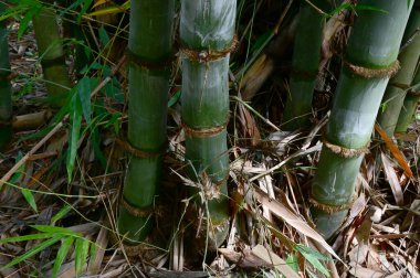Tayland 'da doğal bir geçmişi olan yemyeşil, güzel bir ormanda birçok büyük bambu gövdesinin yakın çekimi..