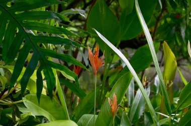 Blooming Heliconia rostrata (Hanging Heliconia, Lobster Claw or false bird-of-paradise) flower with green leaf background. Concept of beautiful flowers of Thailand. 