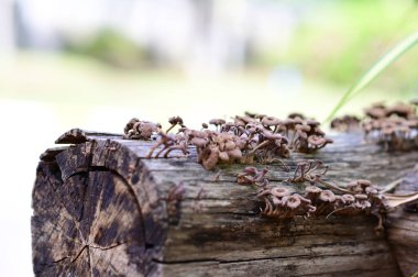 Closeup of Many small brown mushrooms up on a tree stump and a black worms with natural background at Thailand. clipart