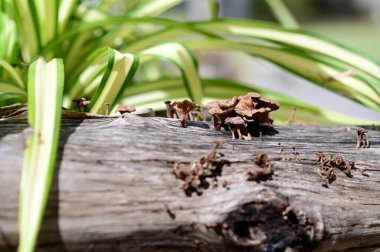 Closeup of Many small brown mushrooms up on a tree stump and a black worms with natural background at Thailand. clipart