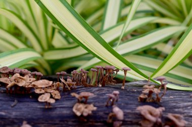 Bir ağaç kütüğünün tepesinde bir sürü küçük kahverengi mantar ve Tayland 'da doğal geçmişi olan siyah solucanlar..