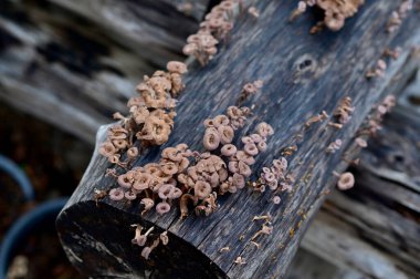 Closeup of Many small brown mushrooms up on a tree stump and a black worms with natural background at Thailand. clipart