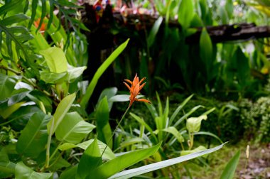 Çiçek açan Heliconia rostrata (Asılı Heliconia, Istakoz Pençesi veya sahte cennet kuşu) yeşil yapraklı çiçek. Tayland 'ın güzel çiçekleri kavramı. 