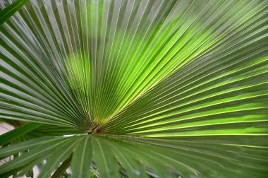 Taze Yeşil Yaprak 'ın yakın plan fotoğrafı. Tayland' da bahçenin arka bahçesinde, bulanık yeşil arka planda. Yaprağa ve alanın sığ derinliğine odaklan.
