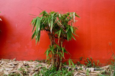 Güzel Bambu Korusu 'nun yakın çekimi Tayland' da kırmızı bir duvarın yanına dikilmiştir..